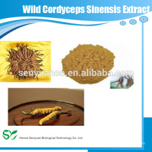 Anti-tumor selvagem Cordyceps Sinensis extrato